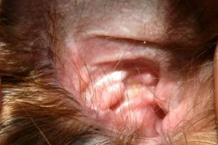 Чисти уши Йоркширски териер премахване на космите от ушния канал в детската градина Йорк Йоркшир