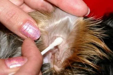 Чисти уши Йоркширски териер премахване на космите от ушния канал в детската градина Йорк Йоркшир