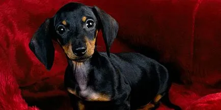 Interpretare vis Teckel vis Dachshund a ceea ce un vis