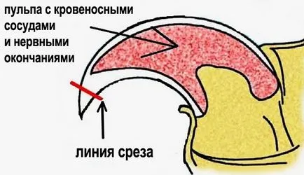 Szakértői tanácsot, hogyan vágja le a macskát karom és milyen eszközöket kell használni