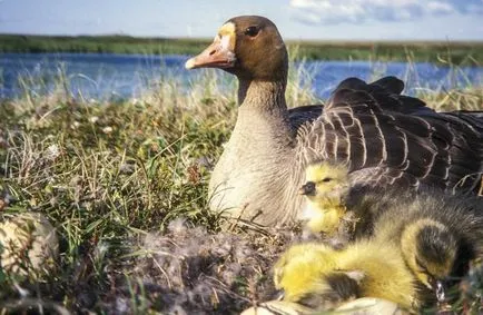 Az összetételét és tulajdonságait az ökoszisztémák