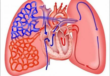 Vase, vene si artere, circulatia pulmonara