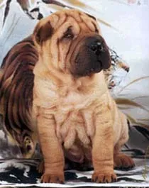 Articole despre rasa Shar Pei - cum de a alege un catelus