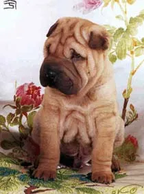 Articole despre rasa Shar Pei - cum de a alege un catelus