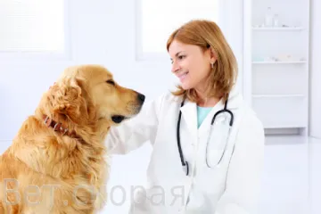 Болница - Бърза ветеринарна помощ грама