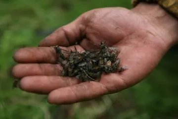 Mijloace de protectie de la paraziți și țânțari