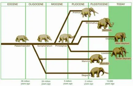 O comparație între o dimensiune și greutate mamut și elefant, care este diferența, indiferent dacă acestea sunt rude, care sunt mai mari și mai puternice