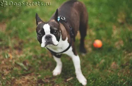 Spray și guler Bolfo pentru câini ghid, comentarii