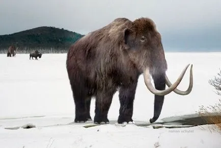 Összehasonlítása egy mamut és elefánt méretű és súlyú, mi a különbség, hogy azok rokonai, akik a nagyobb és erősebb