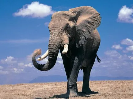Összehasonlítása egy mamut és elefánt méretű és súlyú, mi a különbség, hogy azok rokonai, akik a nagyobb és erősebb