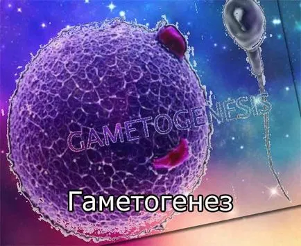 Etapele de gametogeneza, deoarece procesul de gametogenesis apare gametogenesis