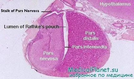 Structura glandei pituitare