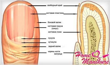 Структурата на ноктите и нокътните плочи като растящите ноктите