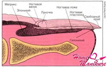 Структурата на ноктите и нокътните плочи като растящите ноктите