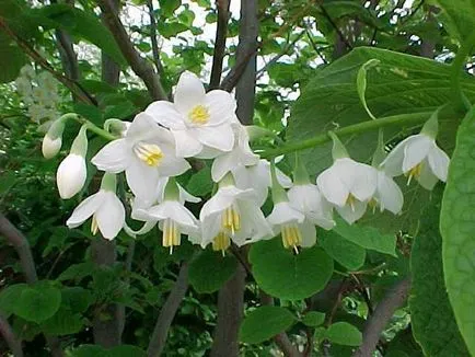 Styrax (benzoin) az illatszer