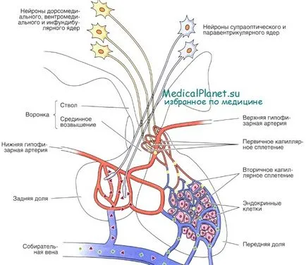 Structura glandei pituitare