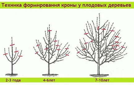 Технология резитба круша през пролетта, лятото и есента