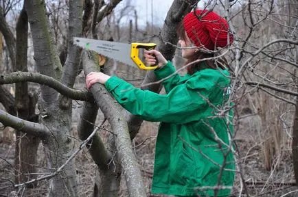 Technológia metszés körte tavasszal, nyáron és ősszel