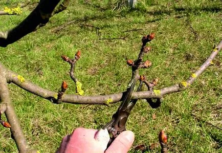 Technológia metszés körte tavasszal, nyáron és ősszel