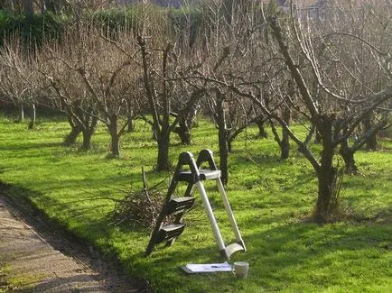 Technológia metszés körte tavasszal, nyáron és ősszel