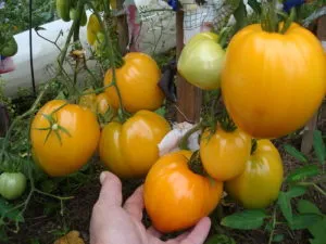 Tomate Caracterizarea inima portocalie și descrierea soiului, comentarii