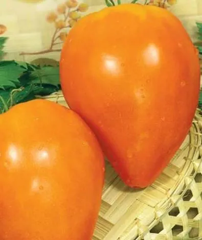 Paradicsom narancssárga szív jellemzőit, a fajta leírását és vélemények