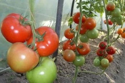 Tomatele sunt cele mai bune soiuri pentru sere cu o fotografie și descriere