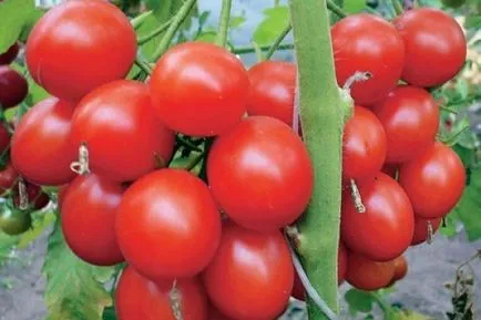 Tomatele sunt cele mai bune soiuri pentru sere cu o fotografie și descriere