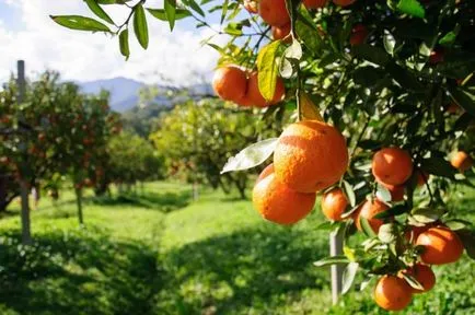 Műtrágya citrusfélék módszerek, típusok és alkalmazási ajánlások