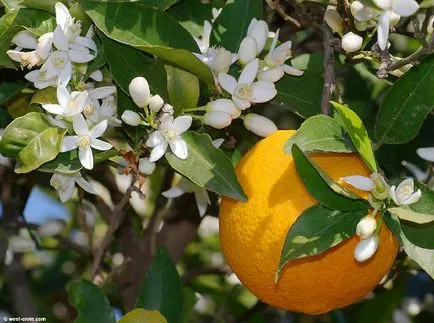 Műtrágya citrusfélék típusú, a használat módját és ajánlások