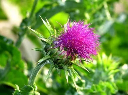 Plante medicinale pentru tratarea ficatului