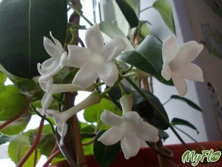 вкореняване stephanotis