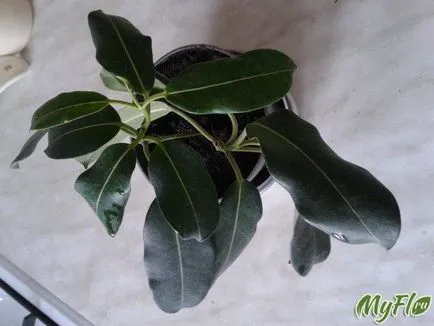 вкореняване stephanotis