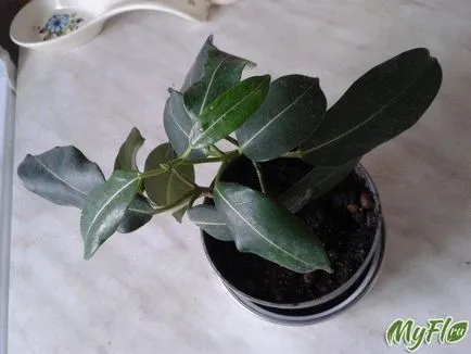 вкореняване stephanotis