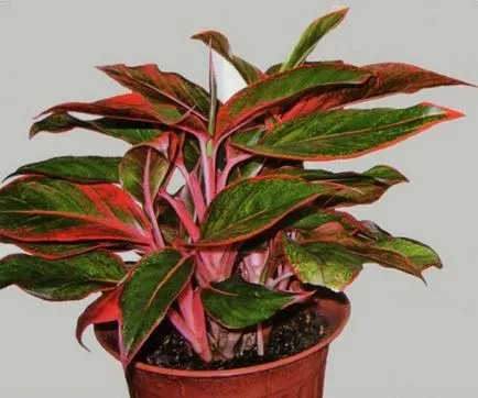 Îngrijire la domiciliu pentru Aglaonema - plantare și îngrijire de Aglaonema cultivare, udare și boala