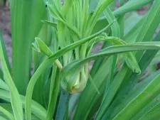 Metode pentru daylilies de reproducere, transplant daylilies, daylilies de reproducție