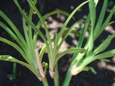 Metode pentru daylilies de reproducere, transplant daylilies, daylilies de reproducție