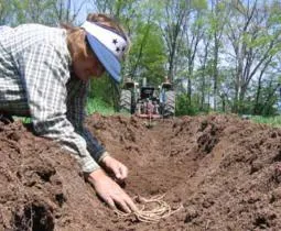 Sparanghel cum să planteze și să crească soiuri diferite