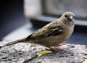 Helyes értelmezése, ha egy madár nakakat egy ember feje, vagy ruhára