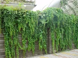 liane Evergreen Hedge numele și fotografii ale celor mai bune viță de vie