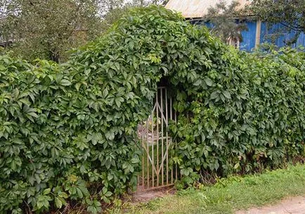 Örökzöld kúszónövények Hedge nevét és fényképét a legjobb szőlő