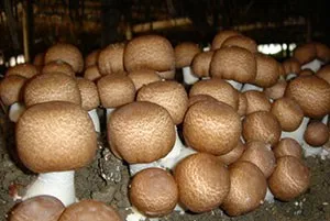 ciuperci porcini cresc într-o seră - blog-agronavta