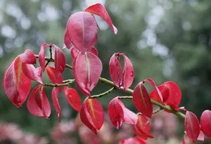 Termesztés szárnyas Euonymus, annak alkalmazása a kerttervezés