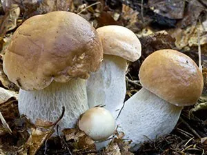 ciuperci porcini cresc într-o seră - blog-agronavta