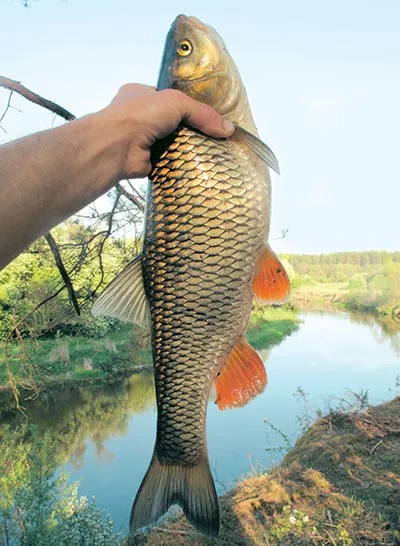 Helyének kiválasztása a feeder