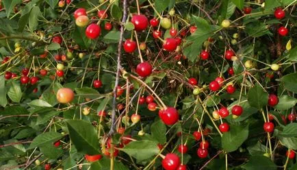 Tipuri de cireșe și glandular fotografie, verucoase, japoneză, și de stepă shrubby