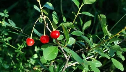 Tipuri de cireșe și glandular fotografie, verucoase, japoneză, și de stepă shrubby