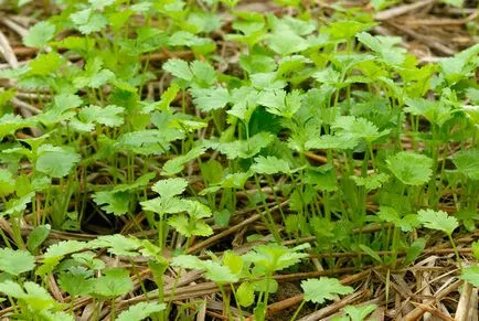 Cultivarea telina petiolar în plantarea de țară și de îngrijire, agricole