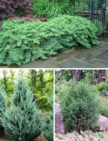 Típusai Juniper fotók, adja fajták, ültetés és gondozás