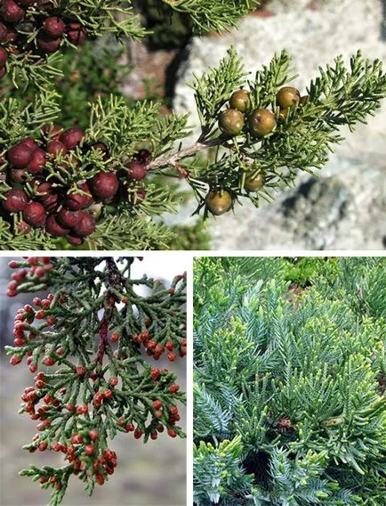 Típusai Juniper fotók, adja fajták, ültetés és gondozás